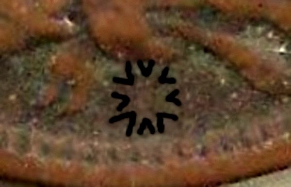 1909-Indian-......now-I-Know-You-Can-See-This-Mint-Mark